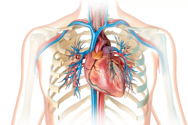 Werkwijze hartcheck. Model van het hart. Hartcontroles