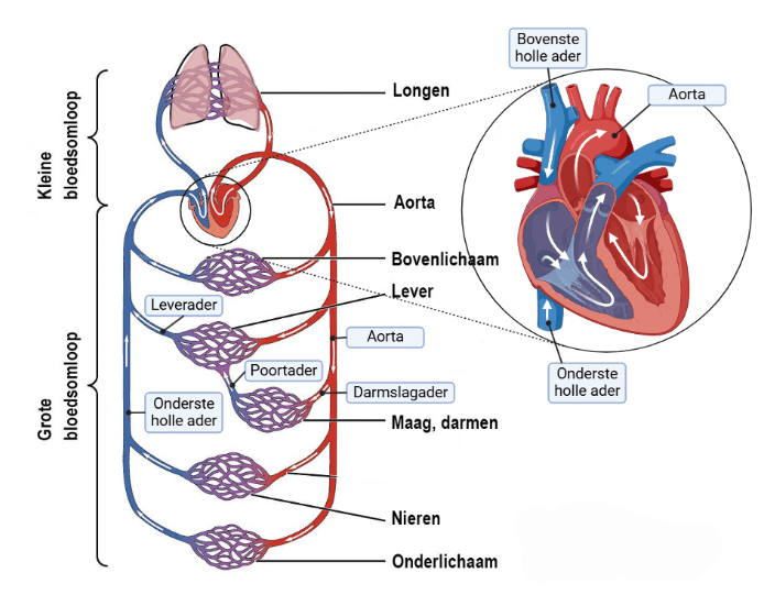 Anatomie van het hart met boezems en kamers (atrium en ventriculus)