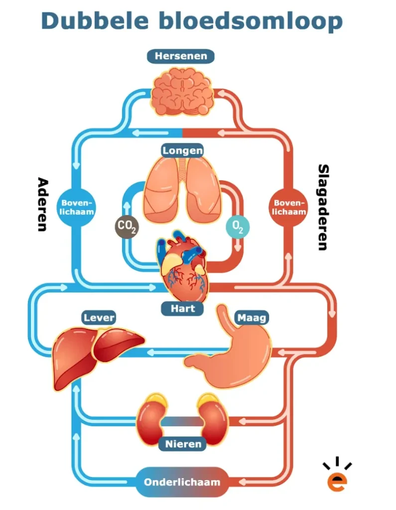 Hoe werkt de menselijke bloedsomloop precies